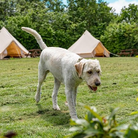 Bell Tent Glamping At Marwell Resort Winchester Ngoại thất bức ảnh